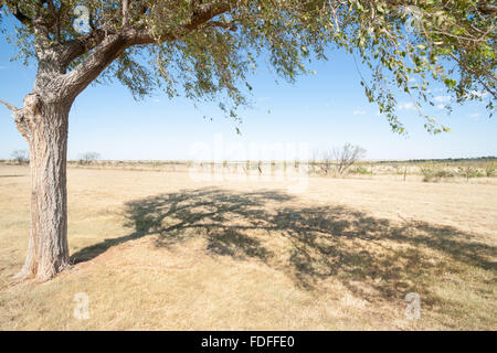 Brise verwischt die Blätter des Baumes und Schatten im Vordergrund texanische Landschaft entlang ich 40, Route 66, nur aus Adrian, Texas, USA Stockfoto