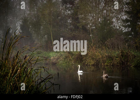 Zwei Schwäne schwimmen am Fluss entlang im Morgennebel und Tau Stockfoto