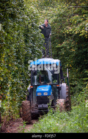 Hopfenarbeitseinsatz am letzten Tag der Ernte der Saison an Kitchenham Farm, Bodiam, East Sussex. Stockfoto