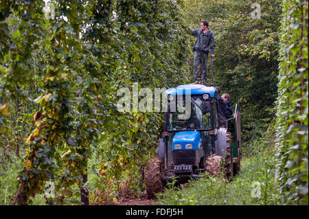 Hopfenarbeitseinsatz am letzten Tag der Ernte der Saison an Kitchenham Farm, Bodiam, East Sussex. Stockfoto