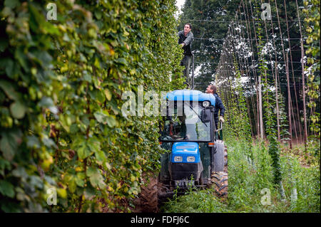 Hopfenarbeitseinsatz am letzten Tag der Ernte der Saison an Kitchenham Farm, Bodiam, East Sussex. Stockfoto