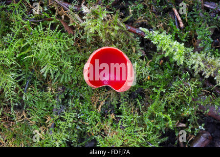 Scharlachrote Elf Cup Pilze (Sarcoscypha Austriaca) in einem Waldgebiet in Shropshire, England. Stockfoto