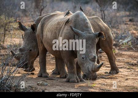 Breitmaulnashorn (Ceratotherium Simum) mit rot-billed Hacker (Buphagus Erythrorhynchus) auf der Rückseite, Madikwe Game Reserve Stockfoto