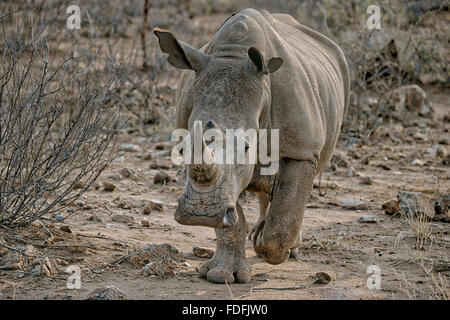 Weißer Rhinoceros (Ceratotherium Simum), Madikwe Game Reserve, Nord-West, Südafrika Stockfoto