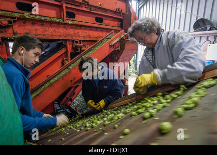 Hopfenarbeitseinsatz aussortieren die Ernte am letzten Tag der Ernte der Saison auf der Kitchenham Farm, Bodiam, East Sussex. Stockfoto