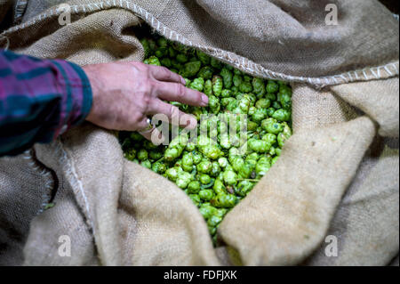 Hopfenarbeitseinsatz am letzten Tag der Ernte der Saison an Kitchenham Farm, Bodiam, East Sussex. Stockfoto