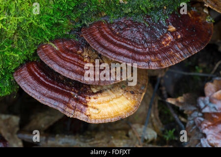 Daedaleopsis Confragosa; die erröten Halterung Pilze. In einem Waldgebiet in Shropshire, England. Stockfoto