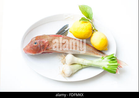 Tub Gurnard roher Fisch auf weißen Teller mit Zitrone und Zwiebel Stockfoto