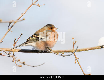 Buchfinken (Fringilla Coelebs) auf Ast, Hessen, Deutschland Stockfoto