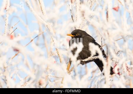 Amsel (Turdus Merula) Weibchen sitzen auf Zweig mit mit Raureif, Hessen, Deutschland Stockfoto