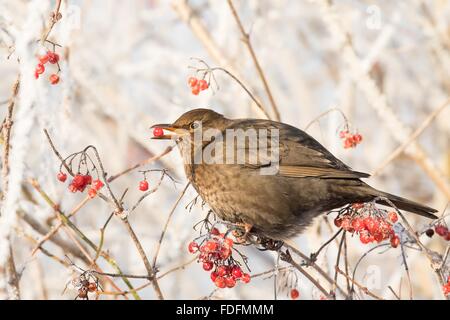 Amsel (Turdus Merula) Weibchen sitzen auf Zweig mit Raureif und Essen Rowan (Pyrus Aucuparia), Hessen, Deutschland Stockfoto