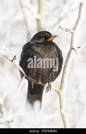 Amsel (Turdus Merula) Weibchen sitzen auf Zweig mit mit Raureif, Hessen, Deutschland Stockfoto