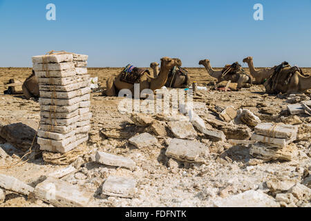 Salz gleichmäßig geschnittene Platten erwarten Verladung auf Kamelen in der Dallol, Äthiopien Stockfoto