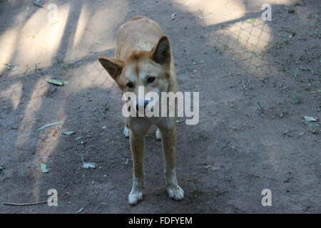 Dingos in Australien Zoo Stockfoto