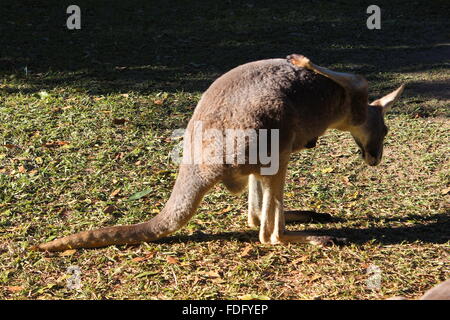 Känguru in Australien Zoo, Brisbane Stockfoto