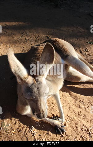 Känguru in Australien Zoo, Brisbane Stockfoto