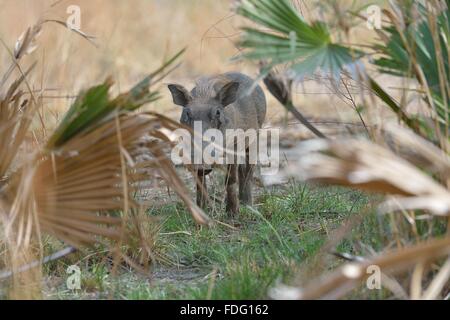 Gemeinsamen Warzenschwein (Phacochoerus Africanus) Erwachsenen gehen Pendjari Nationalpark - Benin Stockfoto