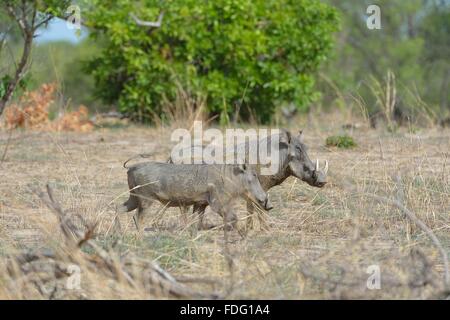 Gemeinsamen Warzenschwein (Phacochoerus Africanus) koppeln zu Fuß Pendjari Nationalpark - Benin Stockfoto