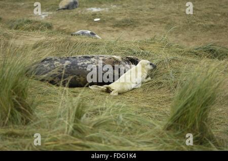 Grey seal (Halychoerus Grypus - Halichoerus Grypus) Welpe mit seiner Mutter in den Dünen liegen im Winter Lincolnshire - England Stockfoto