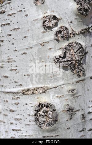 Zitternde Espe - Europäische Aspen - Beben Aspen (Populus Tremula) bellen Detail Vaucluse - Provence - Frankreich Stockfoto