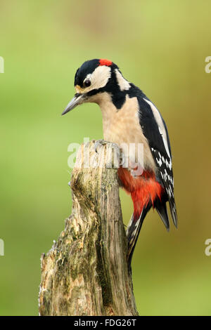 Größere Spotted Woodpecker auf Post. Stockfoto