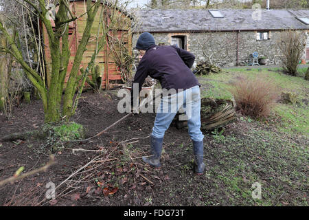 Eine ältere Frau in einem ländlichen Land garten arbeiten im Winter Rechen unter Sträuchern und Aufräumen der Werft Carmarthenshire Wales UK KATHY DEWITT Stockfoto