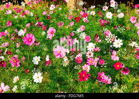 Rosa und weiße Wiesenblumen. Stockfoto