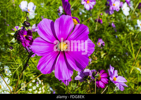 Große lila Kosmos Blume auf einer Wiese. Stockfoto