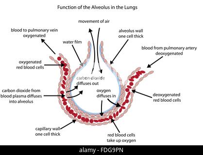 Voll gekennzeichneten schematische Darstellung der Alveole in der Lunge zeigt Gasaustausch. Stock Vektor