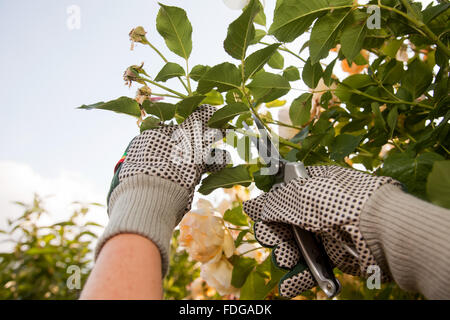 Hände mit Schutzhandschuhe Schneiden der Rosen Stockfoto