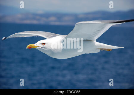 Gleiten und fliegende Möwe Stockfoto