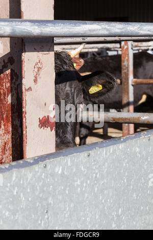 Melton Mowbray Vieh Markt Leicsetershire England UK Stockfoto