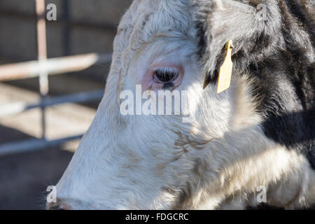 Melton Mowbray Vieh Markt Leicsetershire England UK Stockfoto