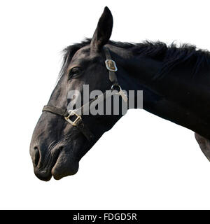 Schwarzes Pferd isoliert auf weiss. Stockfoto