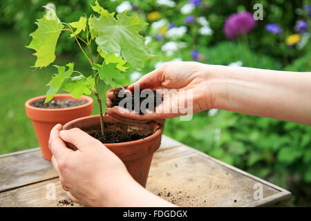 Hände, die einen Ahorn Baum Sämling in einen Blumentopf Pflanzen Stockfoto