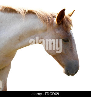 Isoliert auf weißem Pferd. Stockfoto