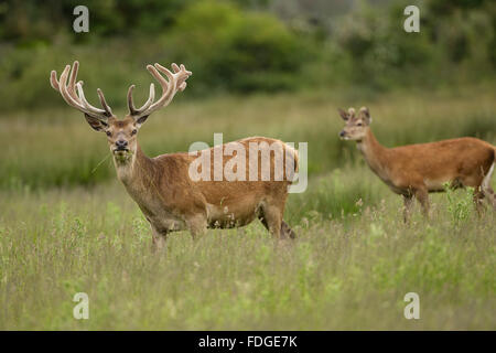 Ein paar rote Rotwild essen auf einer Wiese mit ihrem neuen Bastgeweih. Cervus Elaphus. Stockfoto