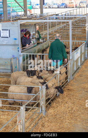 Grading und Schafe am Viehmarkt Melton Mowbary Inspektion Stockfoto