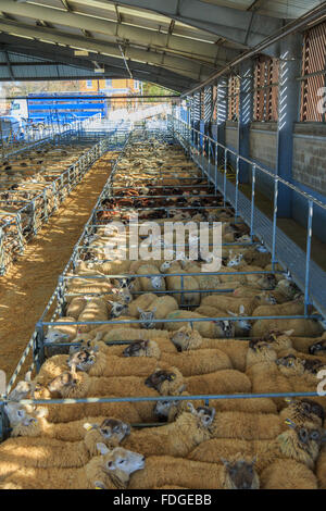 Melton Mowbary Viehmarkt Stockfoto