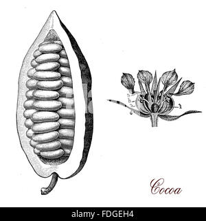 Vintage print beschreibt Kakaobohne und Blume botanischen Morphologie, seinen Samen, die Kakaobohnen, dienen dazu, Kakaomasse, Kakaopulver und Schokolade machen Stockfoto