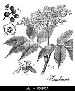 Vintage print beschreibt Holunder oder Sambucus Pflanze botanischen Morphologie: ornamentale Pflanze mit weißen Blüten, die Beeren werden medizinisch oder für Saft, Sirup und Likör verwendet. Stockfoto