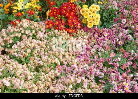 Bereich der verschiedenen Farben Chrysanthemen. Stockfoto