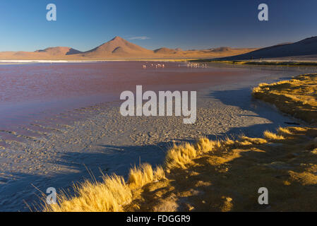 Weitwinkel-Ansicht von "Laguna Colorada", bunte Salzsee mit Flamingos, auf dem Weg zu den berühmten Uyuni Salz flach, unter der Stockfoto