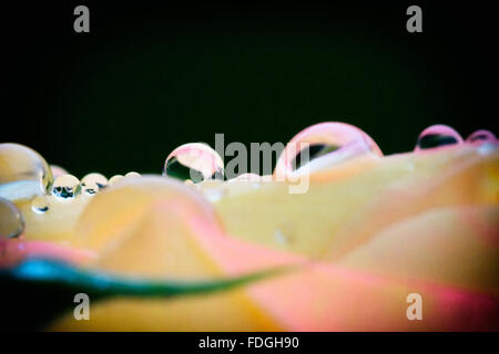 Nahaufnahme Foto von Wassertropfen auf einer Rosenblüte, die aussehen wie Glaskugeln Stockfoto