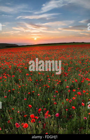 Sonnenuntergang über Mohn, Porth Witz, West Pentire, Cornwall, UK Stockfoto