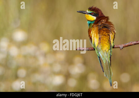 Eine europäische Bienenfresser thront auf einem Ast... Merops Apiaster. Frühling. Stockfoto