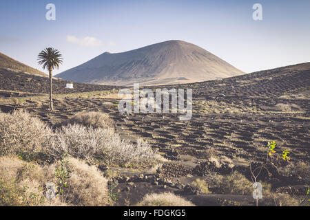 Weinberg am schwarzen Vulkanerde in La Geria Bereich. Lanzarote.Canary Islands.Spain Stockfoto