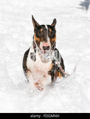 Bull Terrier lächelnd und laufen im Schnee Stockfoto