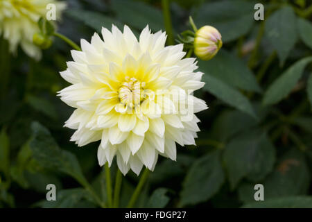 Blasse gelbe Dahlie Blüte. Stockfoto