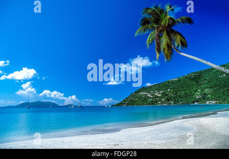 Eine Palme Überhänge der Strand mit weißem Sand der schönen Cane Garden Bay auf Tortola, größte von den British Virgin Islands (BVIs) in der Karibik und ein beliebtes Touristenziel. Stockfoto